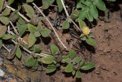 Delosperma lebomboense