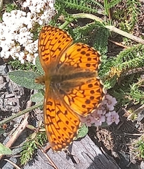 Boloria titania