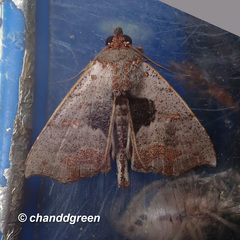 Hyperlopha compactilis