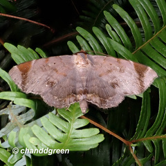 Mecodina albodentata