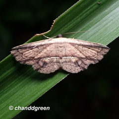 Hyposada ruptifascia