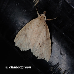 Olulis puncticinctalis