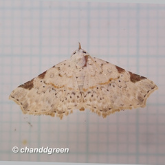 Prolophota trigonifera