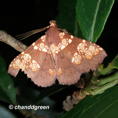 Saroba pustulifera
