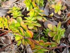 Sedum kimnachii