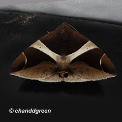 Bastilla crameri