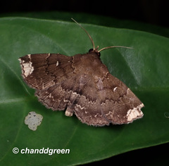 Adrapsa quadrilinealis