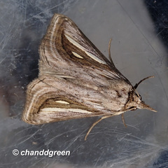 Schistorhynx argentistriga