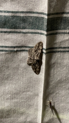 Anavitrinella pampinaria