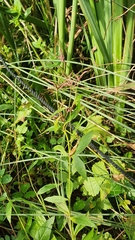 Lysimachia vulgaris