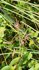 Lysimachia vulgaris