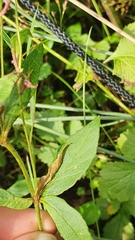 Lysimachia vulgaris