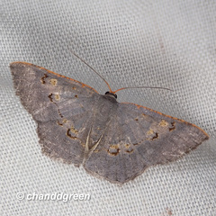 Serratophyga subangulata