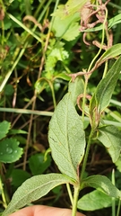 Lysimachia vulgaris