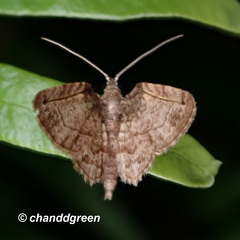 Axinoptera orphnobathra