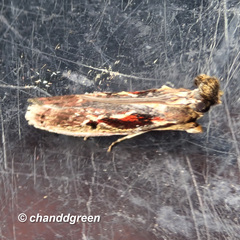 Pseudodavara haemaphoralis