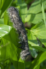 Gastropacha quercifolia