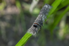 Gastropacha quercifolia