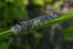 Gastropacha quercifolia