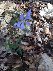 Phlox divaricata divaricata