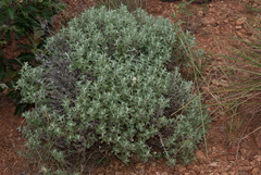 Helichrysum lepidissimum