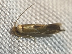 Philonome clemensella