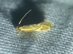 Philonome clemensella