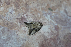 Diastema cnossia