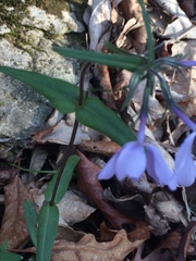 Phlox divaricata divaricata
