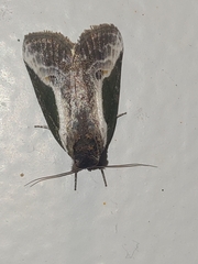 Stenoloba jankowskii