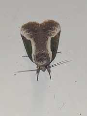 Stenoloba jankowskii