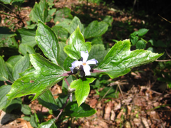 Clematis heracleifolia