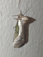 Stenoloba jankowskii