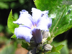 Clematis heracleifolia