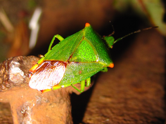 Acanthosoma labiduroides