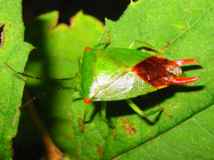 Acanthosoma labiduroides