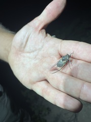 Diceroprocta eugraphica