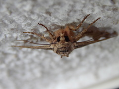 Apamea monoglypha