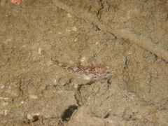 Padogobius