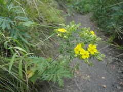 Potentilla chinensis
