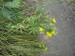 Potentilla chinensis