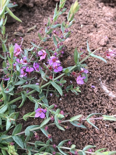 Ammannia schinzii (Ammannia schinzii)