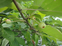 Malus mandshurica
