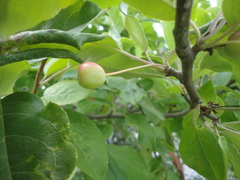 Malus mandshurica