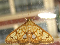 Neoanalthes contortalis