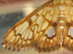 Neoanalthes contortalis