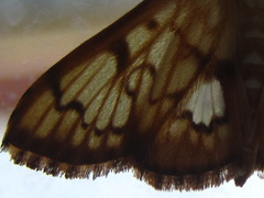 Neoanalthes contortalis