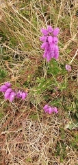 Erica cinerea