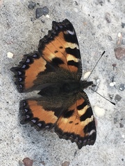 Aglais urticae