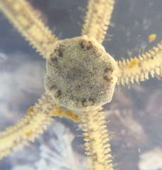 Amphiodia occidentalis